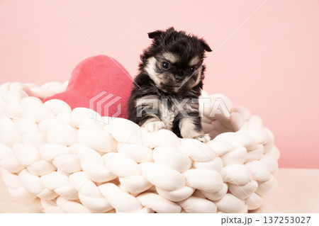 ピンクバックとチワワの仔犬 137253027