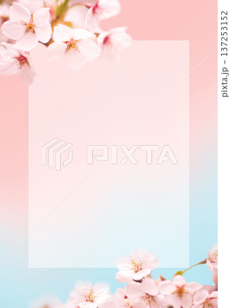桜の花の背景 桜の花の背景 137253152