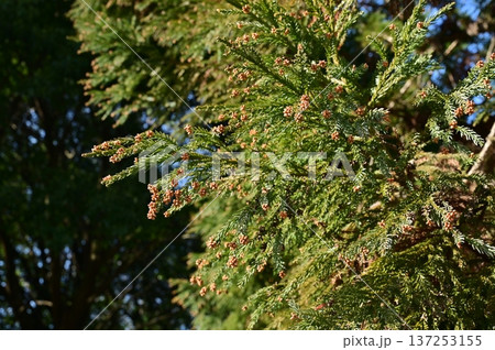 スギ（ヒノキ科）の花粉を飛散する前の雄花 137253155