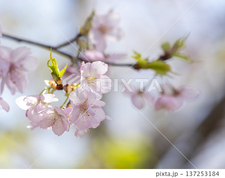 爽やかな春空と川津桜の枝 爽やかな春空と川津桜の枝 137253184
