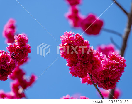 蒼天に舞う八重寒緋桜の紅色 137253185