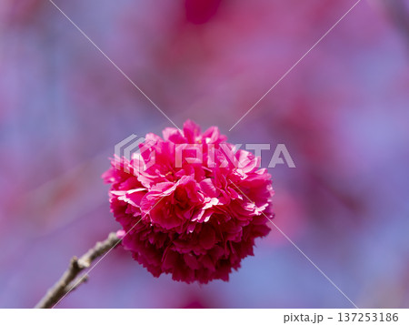 幻想的な背景に浮かぶ八重寒緋桜 137253186