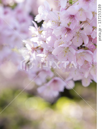 陽だまりに咲く満開の河津桜 陽だまりに咲く満開の河津桜 137253189