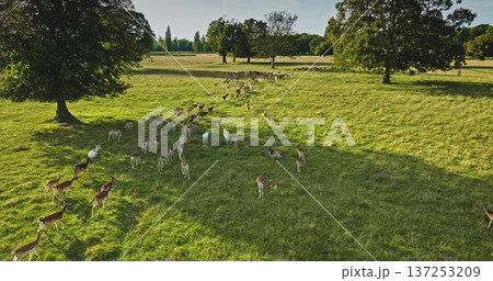Aerial view large group fallow deer including a rare white deer, grazing peacefully in a lush green field dotted with large trees. Wild nature background, wildlife discovery. Drone flight 137253209