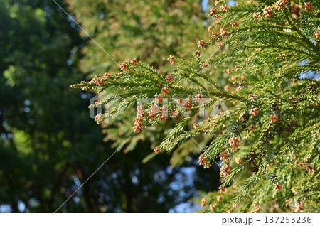 スギ(ヒノキ科)の花粉を飛散する前の雄花 スギ(ヒノキ科)の花粉を飛散する前の雄花 137253236
