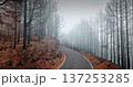 Winding asphalt road navigating through a mysterious, burned forest landscape on Tenerife, with fog enveloping the tall, dark trees, creating dramatic and desolate atmosphere. Drone flight Winding asphalt road navigating through a mysterious, burned forest landscape on Tenerife, with fog enveloping the tall, dark trees, creating dramatic and desolate atmosphere. Drone flight 137253285