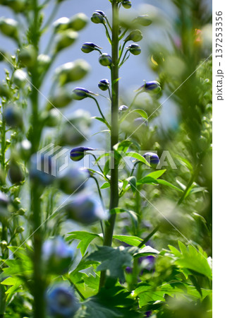 Close-up of delphinium plant in a garden with blue flowers, foxglove. Green and blue flowers in the rural. Flower and plant. 137253356