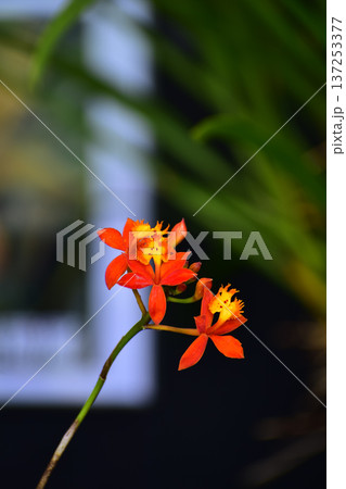 Close-up of fire-star orchid in the garden. Orange fire-star orchid flower in rural. Flower and plant. 137253377