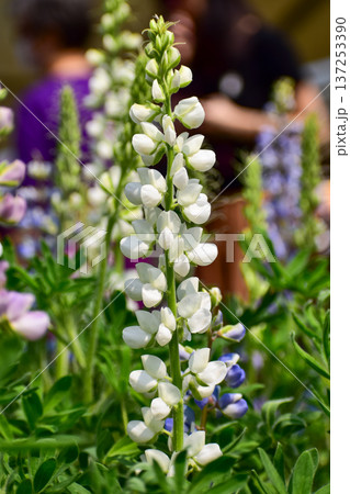 Close-up of white Lupinus albus in the garden. White flowers in bloom in the rural. Flower and plant. Close-up of white Lupinus albus in the garden. White flowers in bloom in the rural. Flower and plant. 137253390