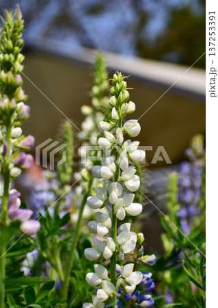 Close-up of white Lupinus albus in the garden. White flowers in bloom in the rural. Flower and plant. Close-up of white Lupinus albus in the garden. White flowers in bloom in the rural. Flower and plant. 137253391