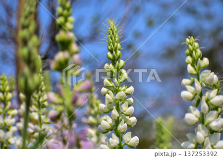 Close-up of white Lupinus albus in the garden. White flowers in bloom in the rural. Flower and plant. 137253392