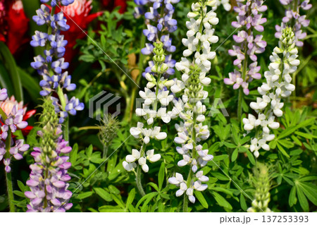Close-up of white Lupinus albus in the garden. White flowers in bloom in the rural. Flower and plant. Close-up of white Lupinus albus in the garden. White flowers in bloom in the rural. Flower and plant. 137253393