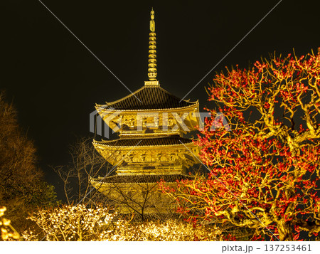 満開の梅に包まれる東寺の五重塔 137253461