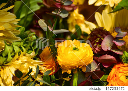 Close-up of Ranunculus asiaticus in the garden. Yellow and orange Ranunculus asiaticus flowers in rural. Flower and plant. 137253472