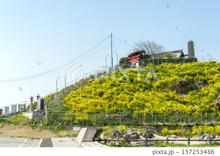 青森県八戸市・蕪島神社の旧社殿(火災焼失前)、満開の菜の花に彩られた往時の美しい景観 青森県八戸市・蕪島神社の旧社殿(火災焼失前)、満開の菜の花に彩られた往時の美しい景観 137253486