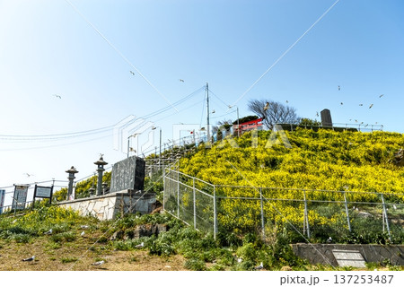 青森県八戸市・蕪島神社の旧社殿(火災焼失前)、満開の菜の花に彩られた往時の美しい景観 青森県八戸市・蕪島神社の旧社殿(火災焼失前)、満開の菜の花に彩られた往時の美しい景観 137253487