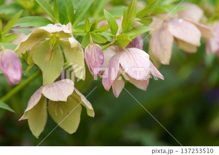 クリスマスローズの花 137253510