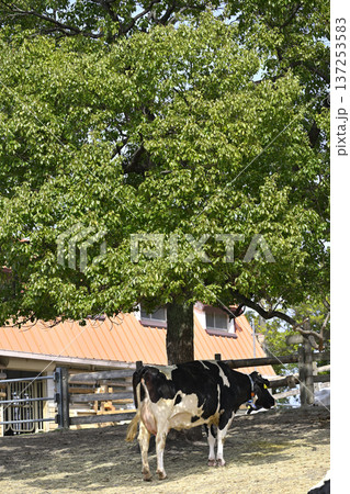 木陰でくつろぐ農業センターの乳牛（愛知県名古屋市天白区） 137253583