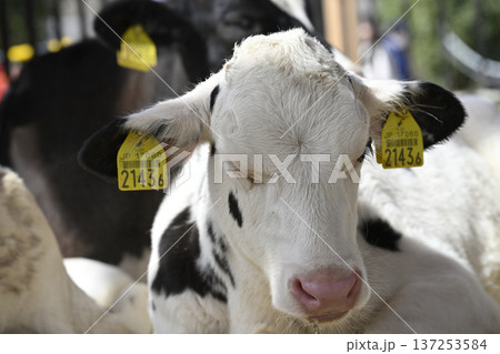 生後2か月ほどのメスの子牛（名古屋市農業センター） 137253584