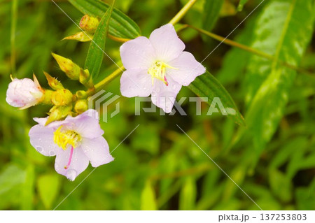 5弁のメラストマの花（ネパール・ヒマラヤ） 137253803