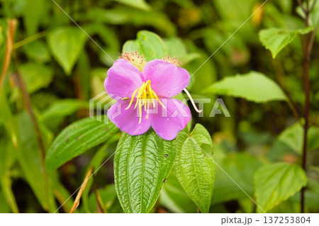 虫のついたメラストマのピンクの花（ヒマラヤ） 137253804