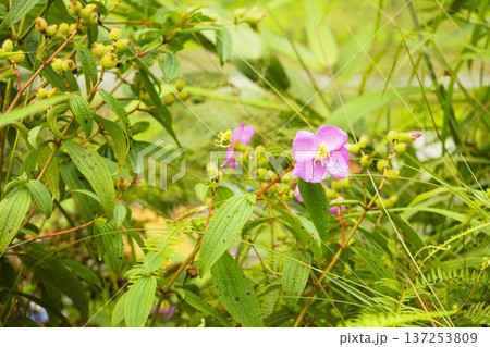 メラストマの花と蕾 アンナプルナの自生風景 メラストマの花と蕾 アンナプルナの自生風景 137253809