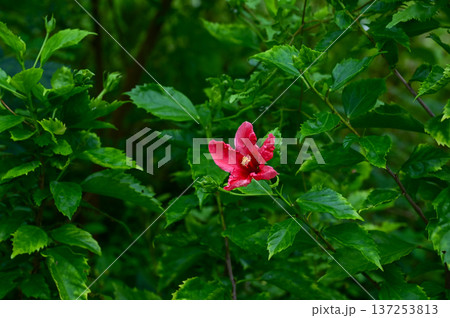 Close-up of Hibiscus flowers in the garden. Pink and red hibiscus flowers with green leaves in rural. Flower and plant. Close-up of Hibiscus flowers in the garden. Pink and red hibiscus flowers with green leaves in rural. Flower and plant. 137253813