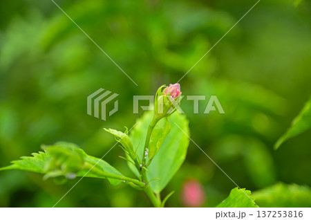 Close-up of Hibiscus flowers in the garden. Pink and red hibiscus flowers with green leaves in rural. Flower and plant. Close-up of Hibiscus flowers in the garden. Pink and red hibiscus flowers with green leaves in rural. Flower and plant. 137253816
