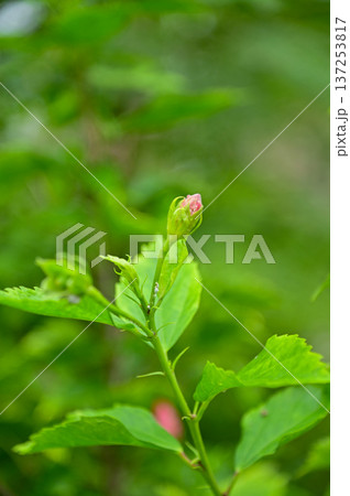 Close-up of Hibiscus flowers in the garden. Pink and red hibiscus flowers with green leaves in rural. Flower and plant. Close-up of Hibiscus flowers in the garden. Pink and red hibiscus flowers with green leaves in rural. Flower and plant. 137253817