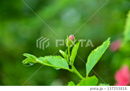 Close-up of Hibiscus flowers in the garden. Pink and red hibiscus flowers with green leaves in rural. Flower and plant. Close-up of Hibiscus flowers in the garden. Pink and red hibiscus flowers with green leaves in rural. Flower and plant. 137253818