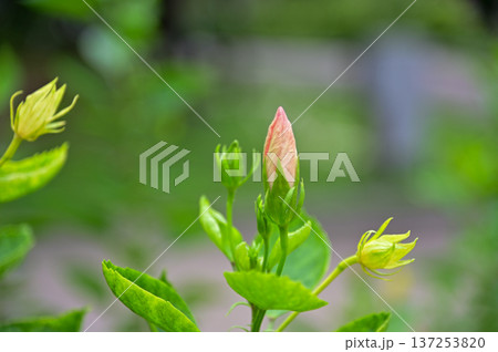 Close-up of Hibiscus flowers in the garden. Pink and red hibiscus flowers with green leaves in rural. Flower and plant. Close-up of Hibiscus flowers in the garden. Pink and red hibiscus flowers with green leaves in rural. Flower and plant. 137253820