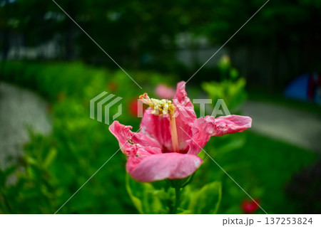 Close-up of Hibiscus flowers in the garden. Pink and red hibiscus flowers with green leaves in rural. Flower and plant.  137253824