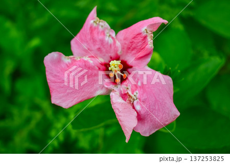 Close-up of Hibiscus flowers in the garden. Pink and red hibiscus flowers with green leaves in rural. Flower and plant. Close-up of Hibiscus flowers in the garden. Pink and red hibiscus flowers with green leaves in rural. Flower and plant. 137253825