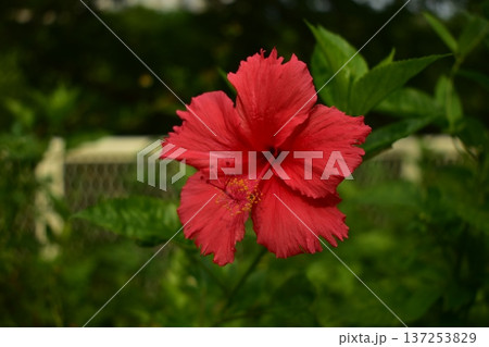 Close-up of Hibiscus flowers in the garden. Pink and red hibiscus flowers with green leaves in rural. Flower and plant. Close-up of Hibiscus flowers in the garden. Pink and red hibiscus flowers with green leaves in rural. Flower and plant. 137253829