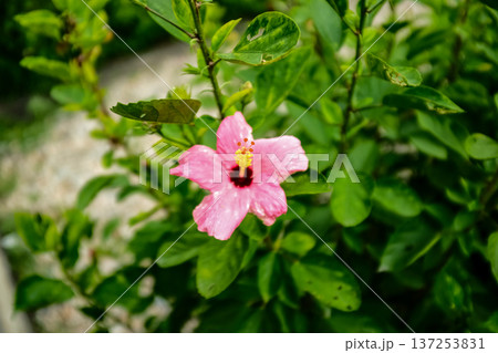Close-up of Hibiscus flowers in the garden. Pink and red hibiscus flowers with green leaves in rural. Flower and plant. Close-up of Hibiscus flowers in the garden. Pink and red hibiscus flowers with green leaves in rural. Flower and plant. 137253831