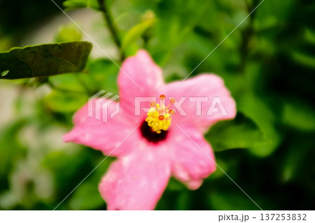 Close-up of Hibiscus flowers in the garden. Pink and red hibiscus flowers with green leaves in rural. Flower and plant. Close-up of Hibiscus flowers in the garden. Pink and red hibiscus flowers with green leaves in rural. Flower and plant. 137253832