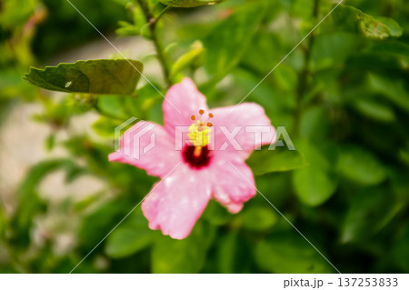 Close-up of Hibiscus flowers in the garden. Pink and red hibiscus flowers with green leaves in rural. Flower and plant. Close-up of Hibiscus flowers in the garden. Pink and red hibiscus flowers with green leaves in rural. Flower and plant. 137253833