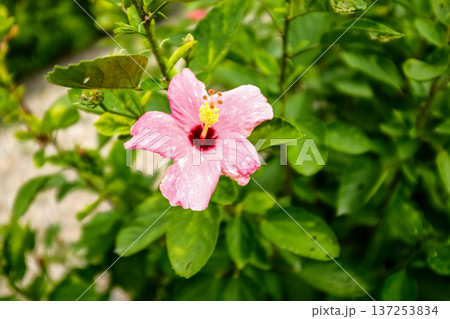 Close-up of Hibiscus flowers in the garden. Pink and red hibiscus flowers with green leaves in rural. Flower and plant.  137253834