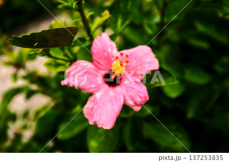 Close-up of Hibiscus flowers in the garden. Pink and red hibiscus flowers with green leaves in rural. Flower and plant. Close-up of Hibiscus flowers in the garden. Pink and red hibiscus flowers with green leaves in rural. Flower and plant. 137253835