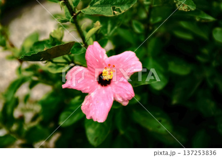 Close-up of Hibiscus flowers in the garden. Pink and red hibiscus flowers with green leaves in rural. Flower and plant.  137253836