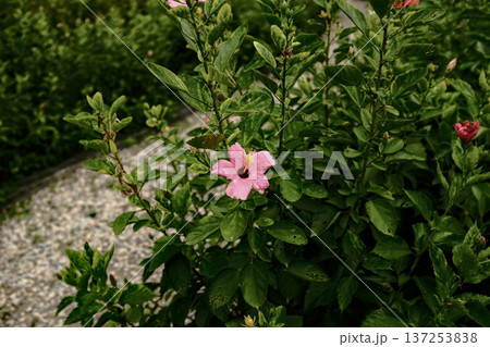Close-up of Hibiscus flowers in the garden. Pink and red hibiscus flowers with green leaves in rural. Flower and plant. Close-up of Hibiscus flowers in the garden. Pink and red hibiscus flowers with green leaves in rural. Flower and plant. 137253838