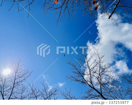 冬の青空と、桜並木の枝の先の蕾 冬の青空と、桜並木の枝の先の蕾 137253977