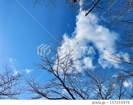 冬の青空と、桜並木の枝の先の蕾 冬の青空と、桜並木の枝の先の蕾 137253978