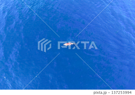 Top view of bottlenose dolphins in sea water. 137253994