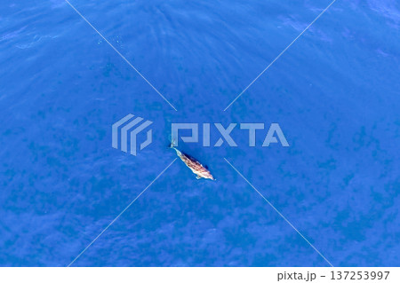 Top view of bottlenose dolphins in sea water. 137253997