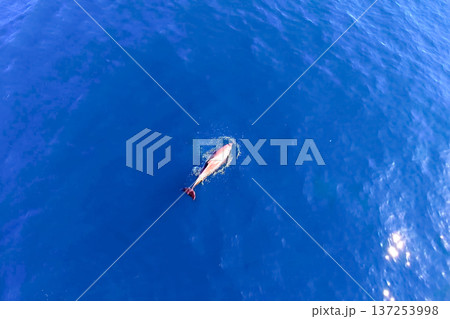 Top view of bottlenose dolphins in sea water. 137253998