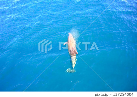 Top view of bottlenose dolphins in sea water. 137254004