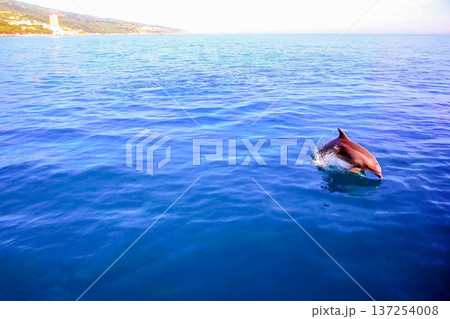 Top view of bottlenose dolphins in sea water. Top view of bottlenose dolphins in sea water. 137254008