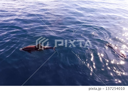 Top view of bottlenose dolphins in sea water. 137254010
