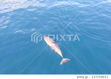 Top view of bottlenose dolphins in sea water. 137254011